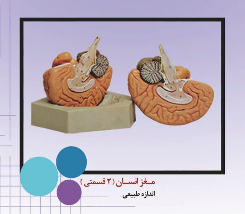 مولاژ مغز انسان دو تیکه بدنه pvcنشکن