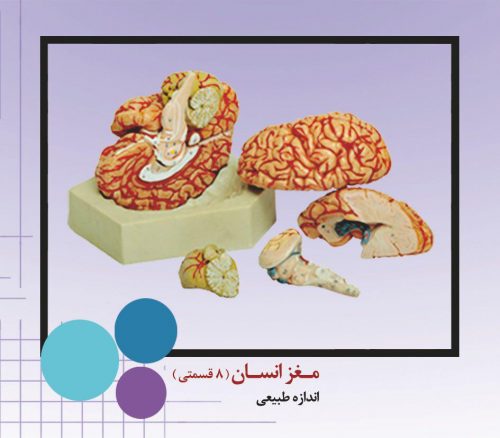 مولاژ مغز انسان هشت تیکه بدنه pvcنشکن